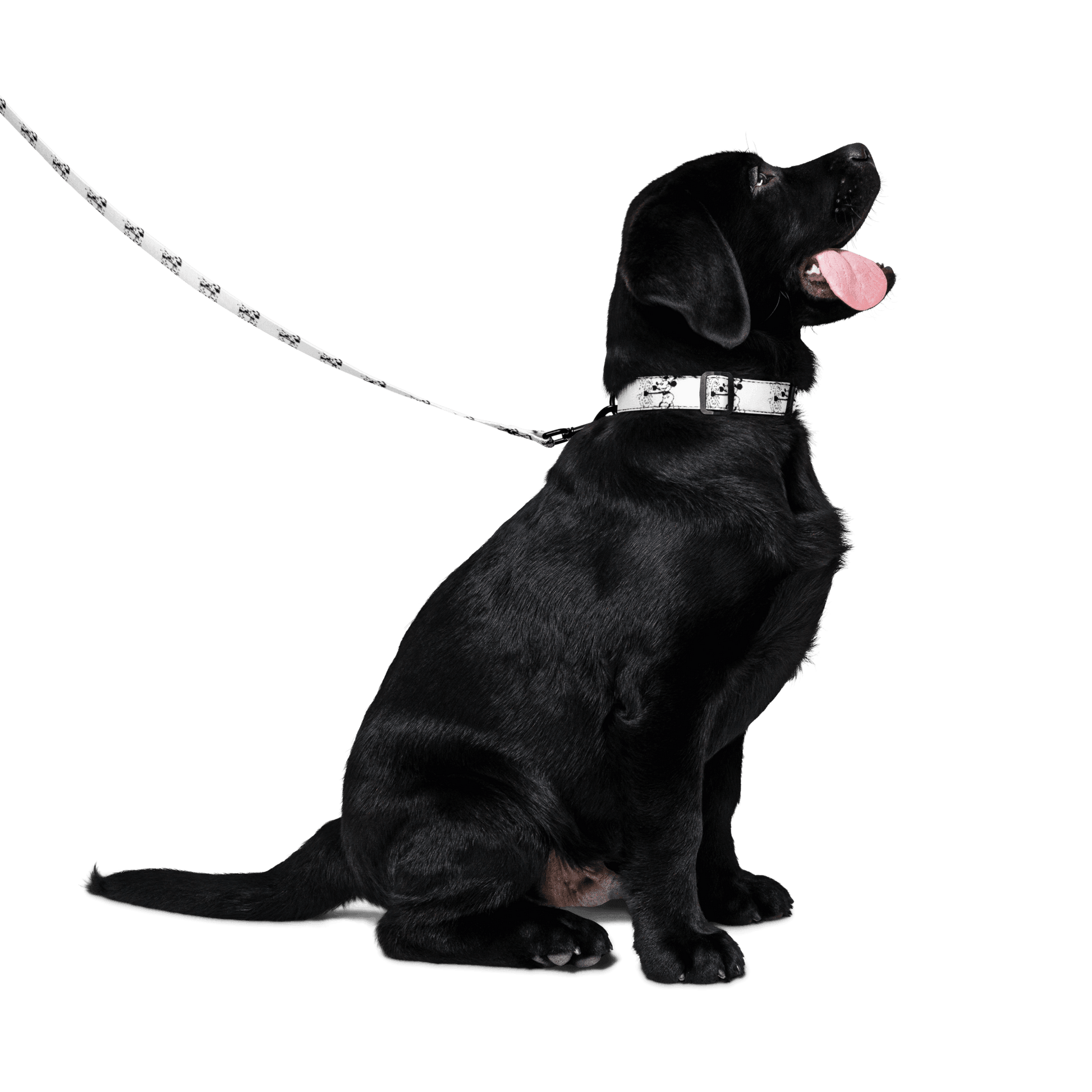 Steamboat Willie - Pet Collar & Leash - Whippie's